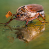Insects